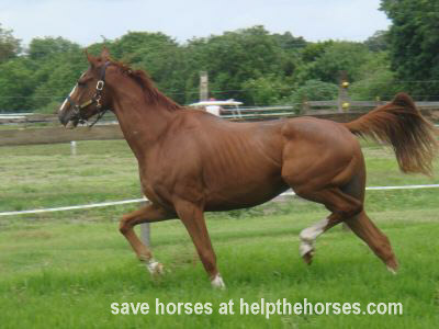 Florida Horse Adoption on Flight   Ex Racer Thoroughbred Saved From Illegal Horse Slaughterhouse